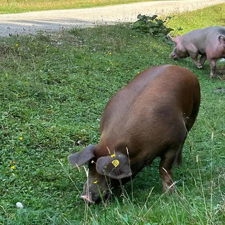 Traunerfeld Semesterbostad *