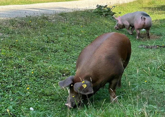 Traunerfeld Prázdninový dům *